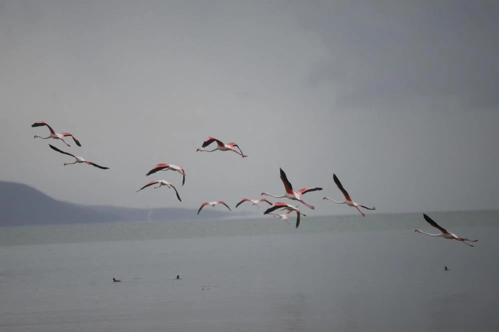 Flamingolardan Bursa'da görsel şölen