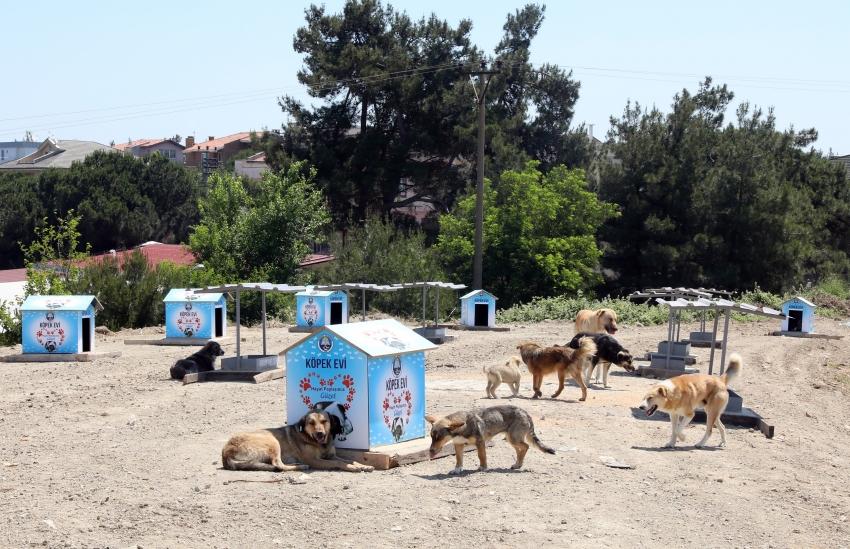 Mudanya Belediyesi'nden sahipsiz hayvanlara besleme noktası