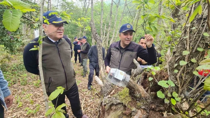 Gal arısıyla mücadelede "Torymus sinensis" böceğini doğaya saldılar
