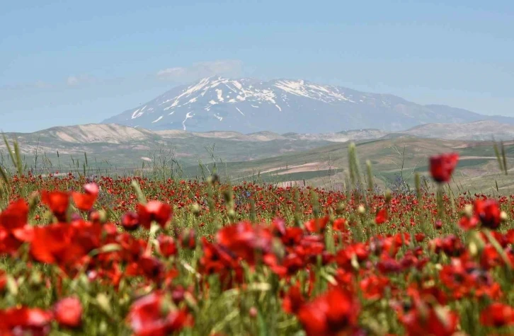 Gelinciklerin Süphan Dağı ile oluşturduğu manzara hayran bırakıyor
