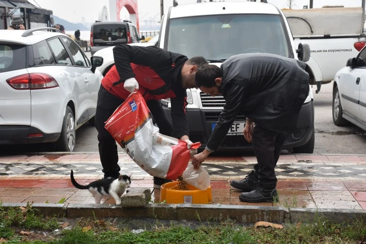 Gemlik'te can dostlar özenle bakılıyor 