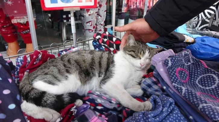 Giyim mağazasının pijama standını mesken tutan kedi esnafın maskotu oldu
