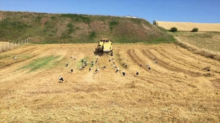 Göç yolundaki leylekler buğday tarlasında beslendi