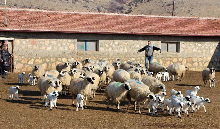 Gökhöyük’te kuzu doğumları başladı, 9 koyun üçüz yavruladı
