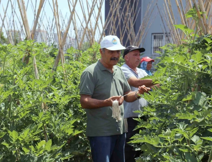 Gönüllü serasında yetiştirilen sebze ve meyveler ihtiyaç sahiplerine gidiyor
