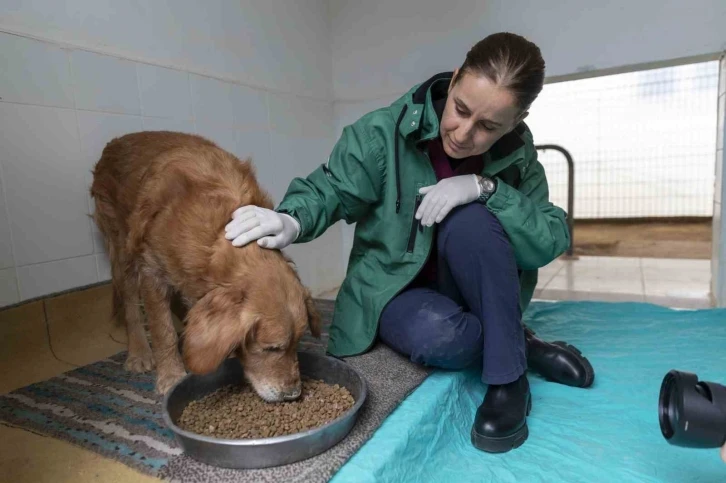 Görme engelli köpekler ’Aşil ve Çakıl’ sahiplendirilmeyi bekliyor
