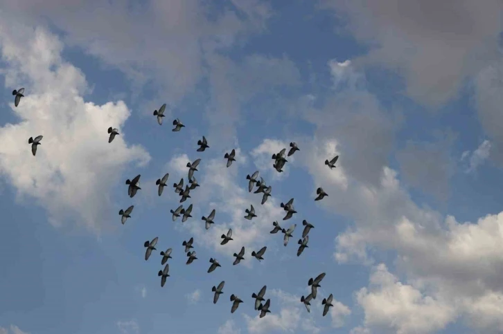 Günü birlik bin kilometrenin üzerinde mesafeyi uçabilen posta güvercinleri Erzincan’dan İzmir’e gitmeleri için havaya salındı
