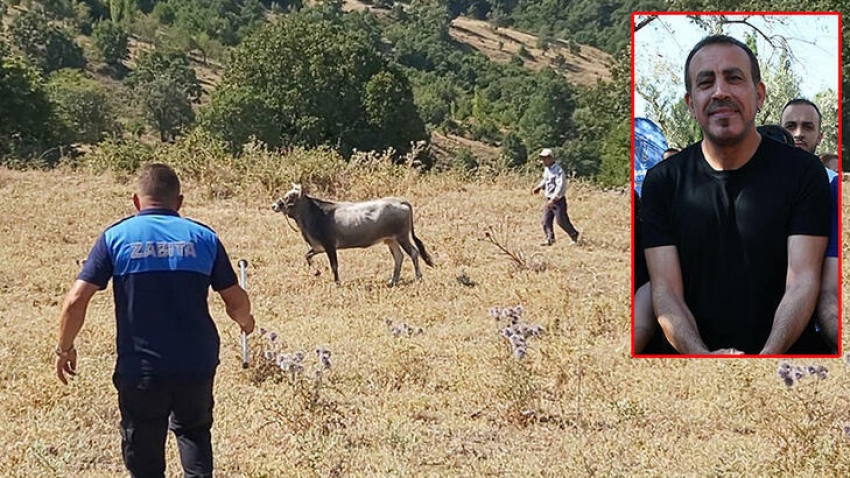 25 gün sonra bulunan boğası için Haluk Levent'ten 30 bin TL istedi