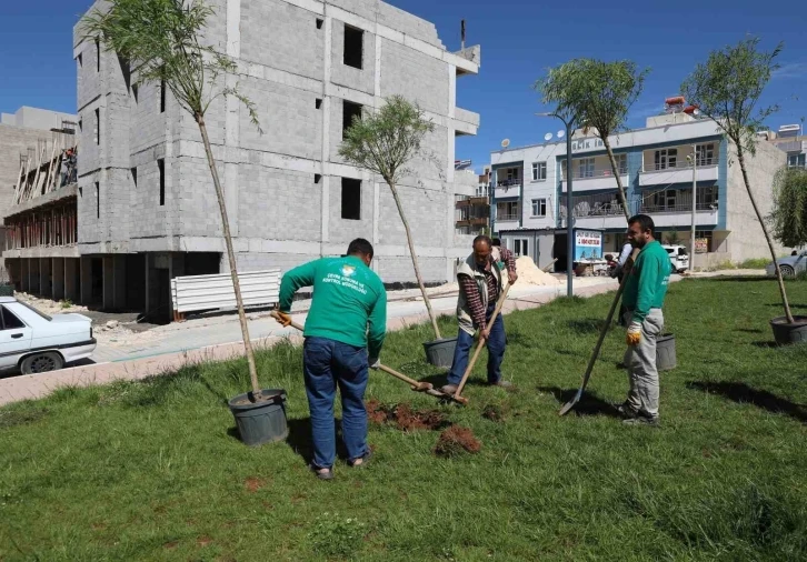 Haliliye’de ağaçlandırma çalışması
