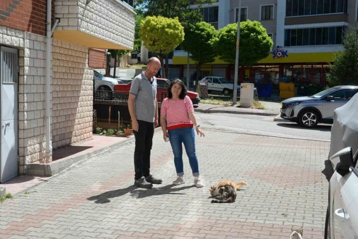 Hasta kedileri tedavi eden Bozüyük Belediyesi’ne hayvanseverden teşekkür
