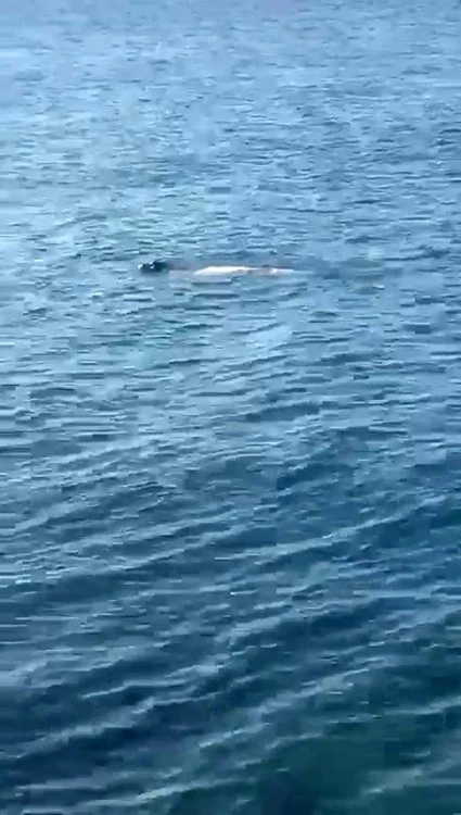 Hatay’da Akdeniz foku görüldü
