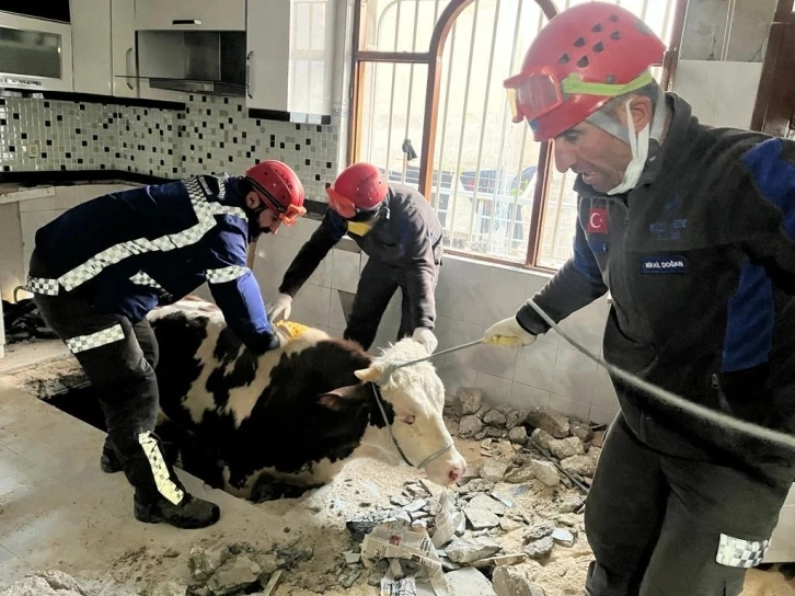 Hatay’da enkaz altında kalan inek kurtarıldı
