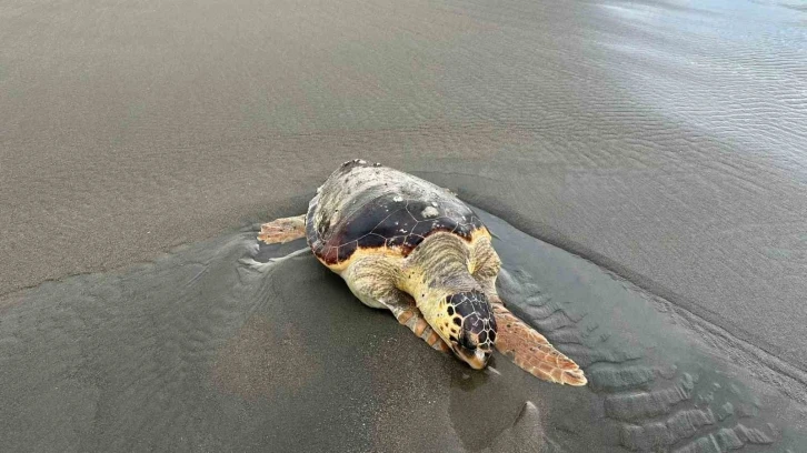 Hatay’da ölü caretta caretta sahile vurdu
