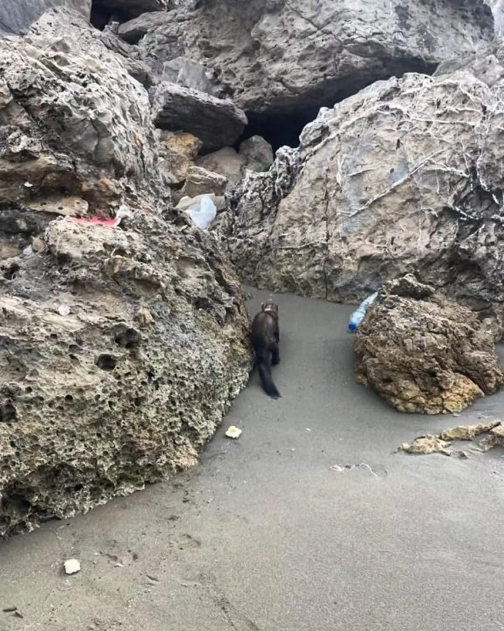 Hatay’da sahildeki sansar görenleri hayrete düşürdü
