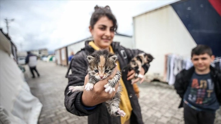 Hataylı depremzede aile enkazda buldukları yavru kedilere çadırda bakıyor