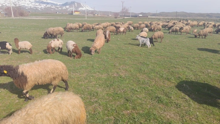 Havaların ısınmasıyla koyunlar meraya çıktı
