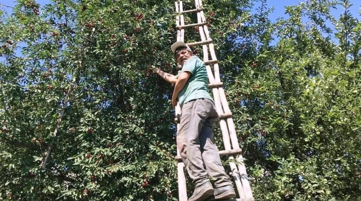 Hisarcık’ta vişnenin kilo fiyatı 8 TL
