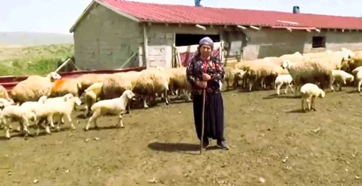 Honaz Belediyesi kadın çiftçilere gebe koyun dağıtacak
