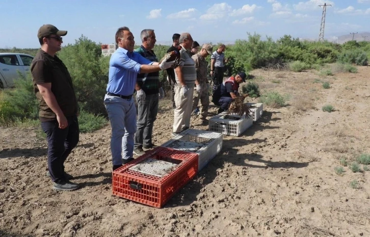 Iğdır’da bin adet sülün doğaya bırakıldı
