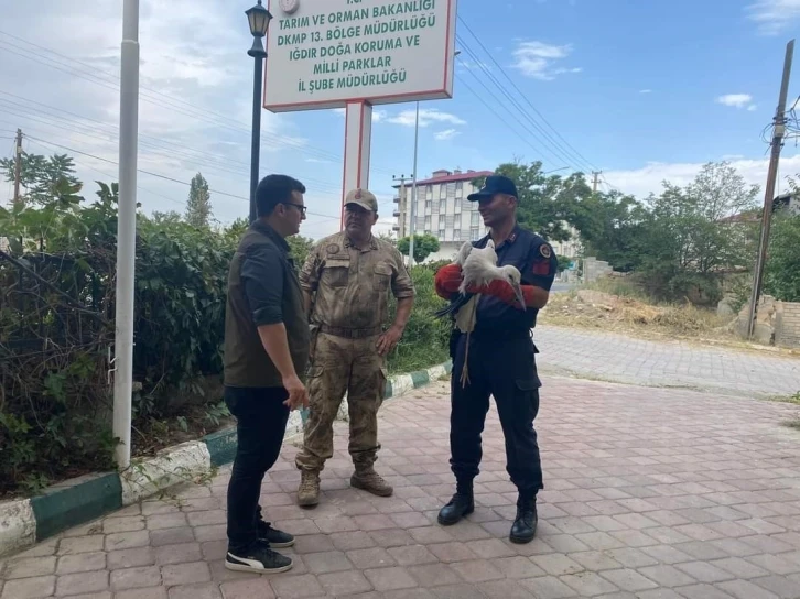 Iğdır’da yaralı leylek tedavi altına alındı
