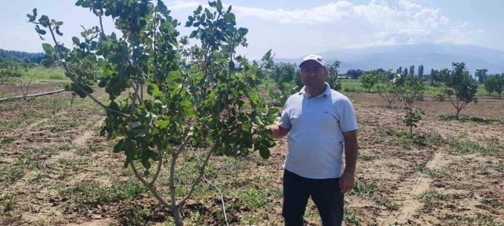 Iğdır Üniversitesi’nde Antep fıstığı parselinde bu yıl ilk hasat yapılacak
