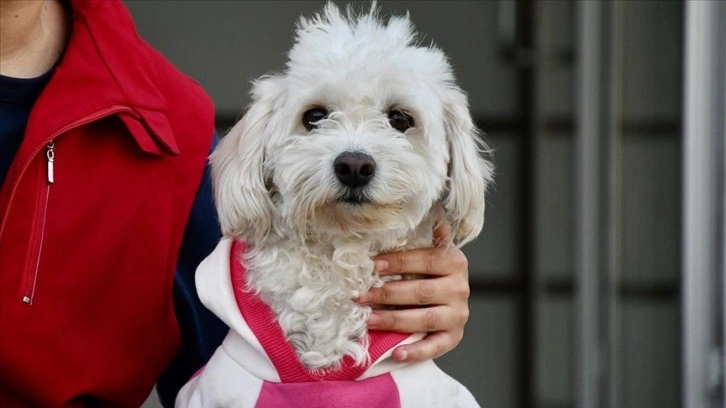 İki aylıkken sahiplenilen köpek 