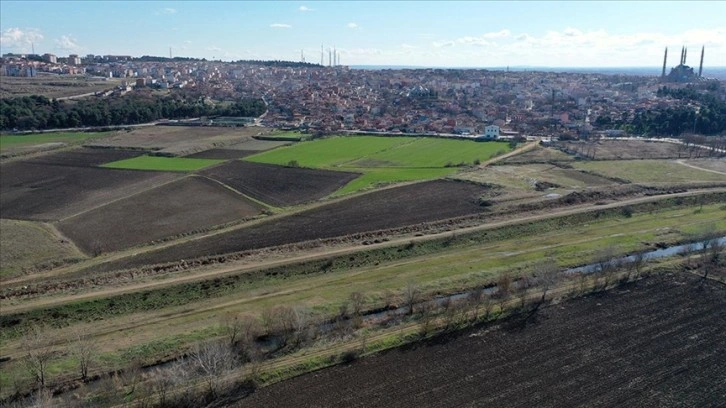 İklim değişikliği ve kuraklık bitkilerin hücre yapılarında bozulmaya neden oluyor