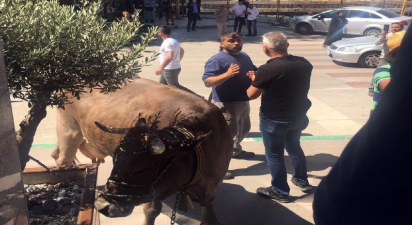 Kestel Belediyesi'ni ineği ile protesto etti 