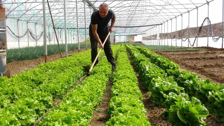 İnşaat işiyle uğraşıyordu, oğlunun tavsiyesi ile sera kurup üretime başladı
