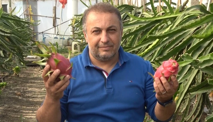 İnternette gördüğü ejder meyvesinin üreticisi oldu