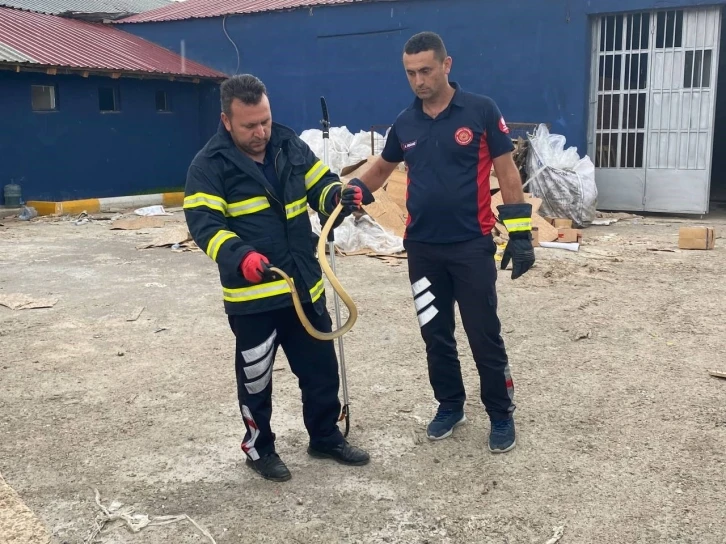 İş yerine giren yılanı itfaiye ekipleri çıkardı
