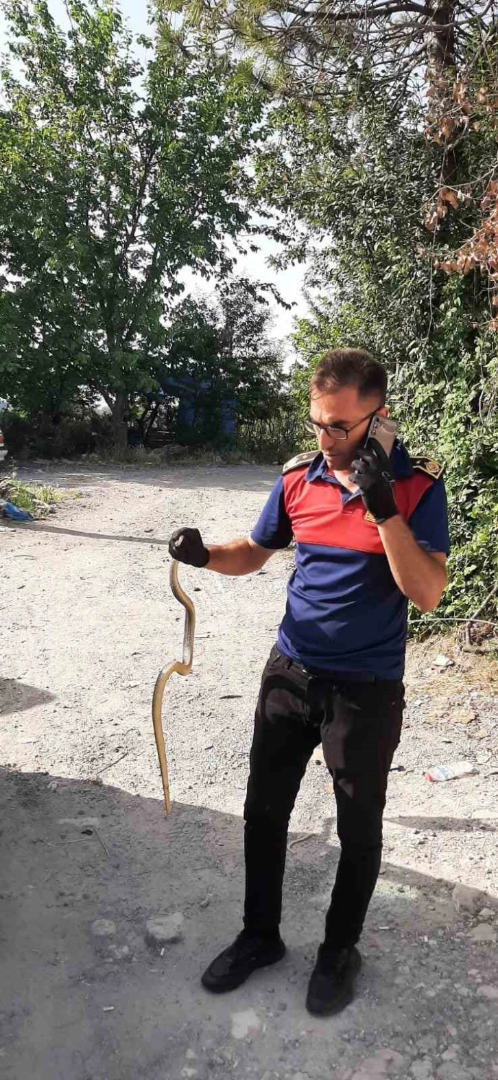 İş yerine giren yılanı itfaiye ekipleri yakalayıp doğaya saldı
