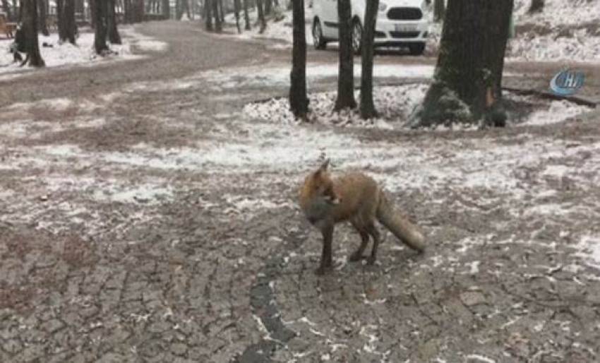 Tilki İstanbul'un göbeğine indi!