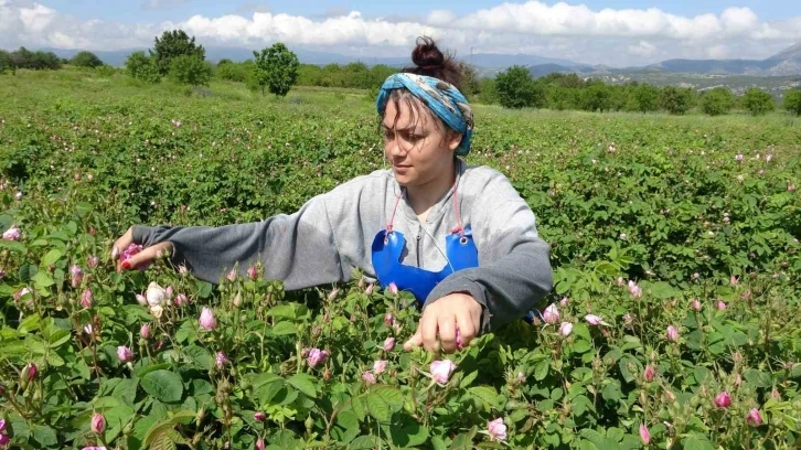 Isparta’da gül hasadı başladı
