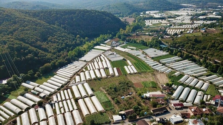 İstanbul'a sebze gönderilen Gebze'deki seralar yaklaşık 2 bin kişiye ekmek kapısı oluyor