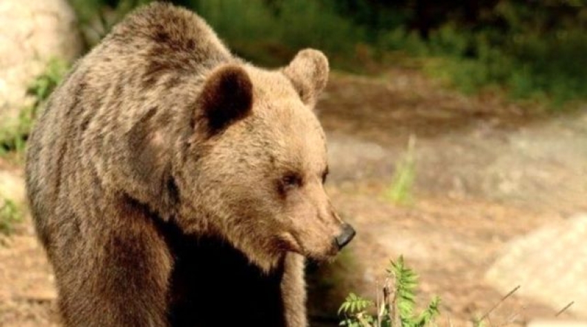 Baba-oğula saldıran ayının öldürülmesi kararı tepki çekti