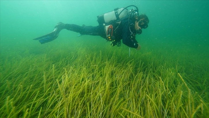 İzmit Körfezi'ndeki deniz çayırları görüntülendi