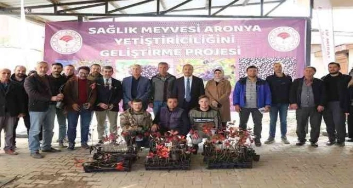 Bursa'da, sağlık meyvesi aronya ile buluşuyor