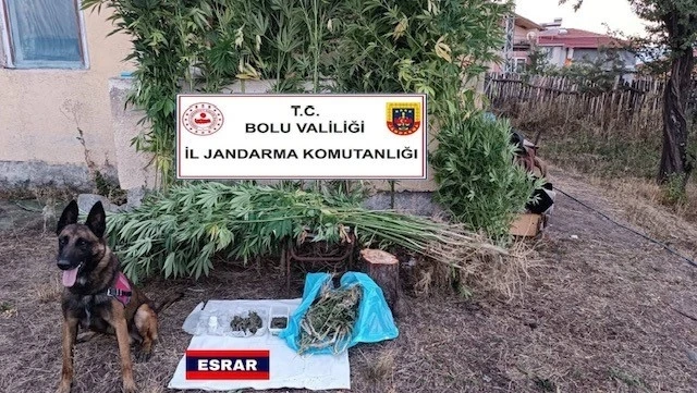 Jandarma bahçesine kenevir eken şahsı enseledi
