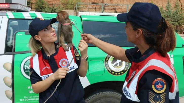 Jandarma, denetim yaptığı otobüste "örümcek maymunu" ele geçirdi
