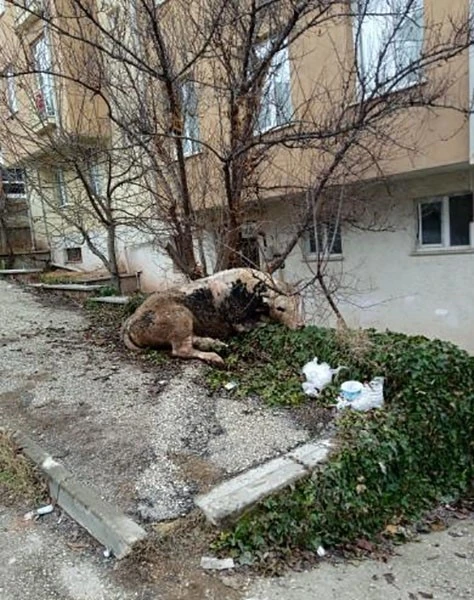 Kaçan danayla kovalamaca başka mahallede son buldu
