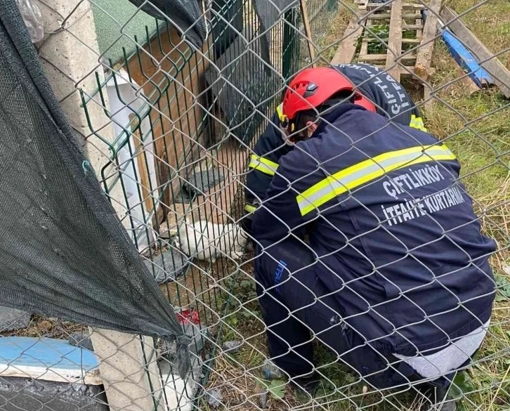 Yavru köpeği itfaiye kurtardı