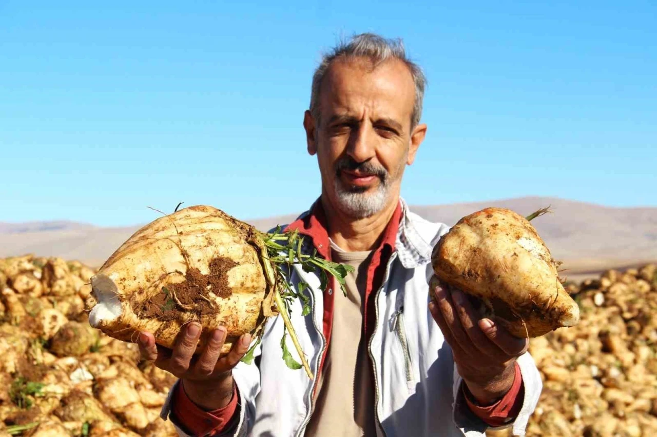 Kahramanmaraş’ta şeker pancarı hasadı başladı
