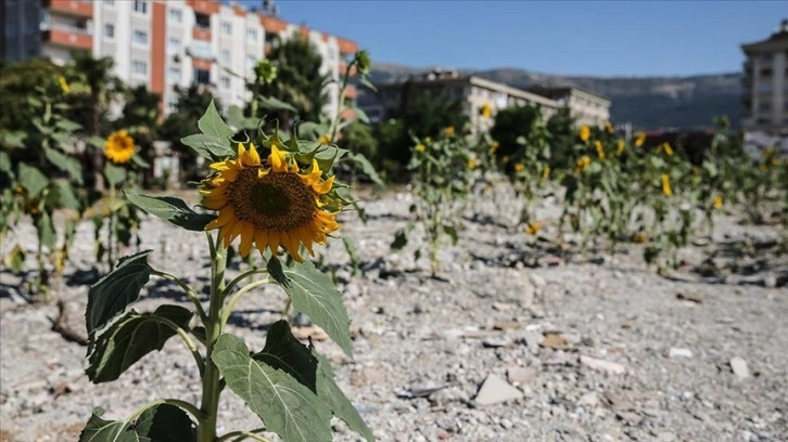 Kahramanmaraş'ta depremde yıkılan kuruyemişçinin enkazında ayçiçekleri yeşerdi