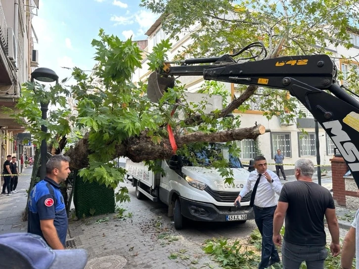 Kamyonetin çarptığı tarihi çınar ağacı devrildi
