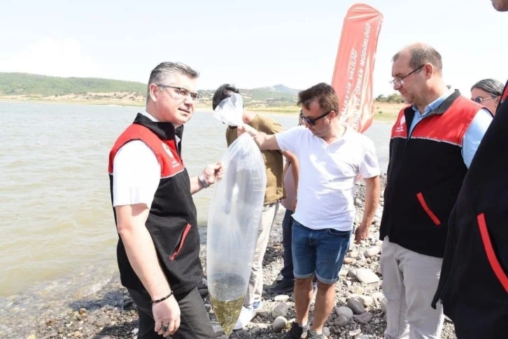 Kapıdağ’da bulunan gölete 50 bin sazan balığı salındı
