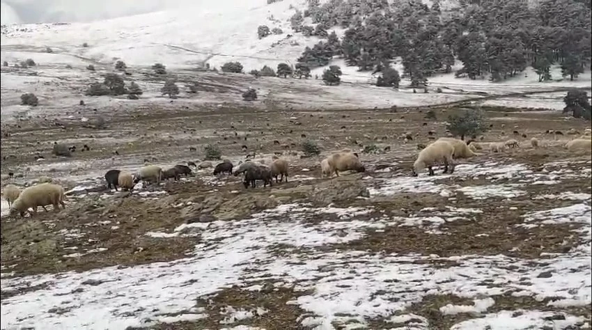 Kar yağışına yaylada yakalandı, koyunlarına türkü söyleyerek duygusal anlar yaşattı
