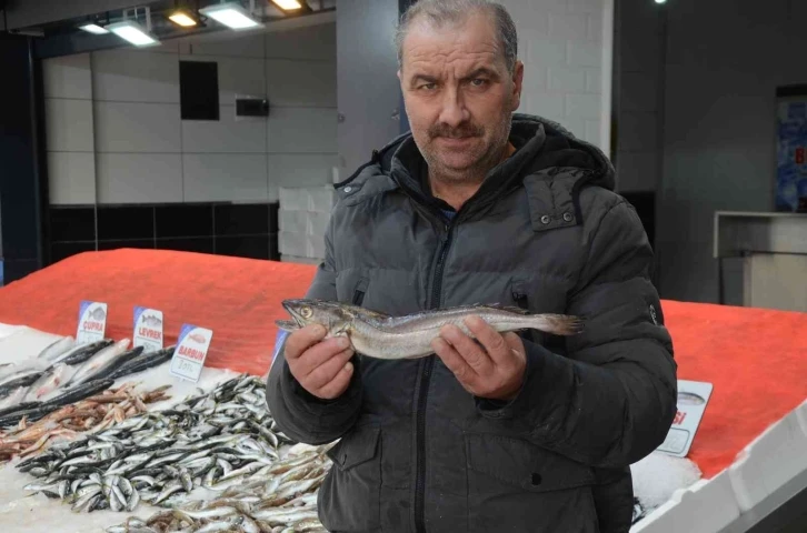 Karadeniz’de çıkmayan balık, yolunu şaşırıp Ordu’ya kadar geldi
