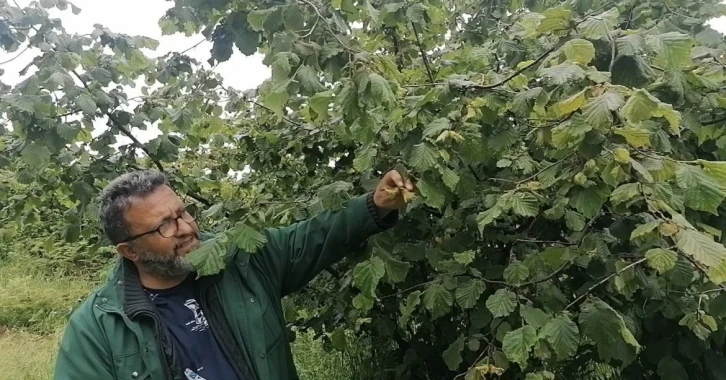 Karadeniz’de sağanak yağışlar ve güneşsiz geçen günler fındık üreticilerini kara kara düşündürüyor
