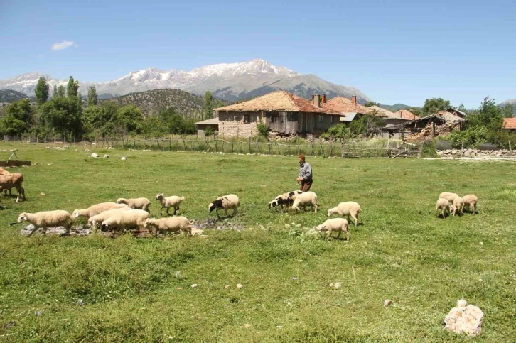 Karadeniz havasının yaşandığı Konya’da besiciler yağışlardan memnun
